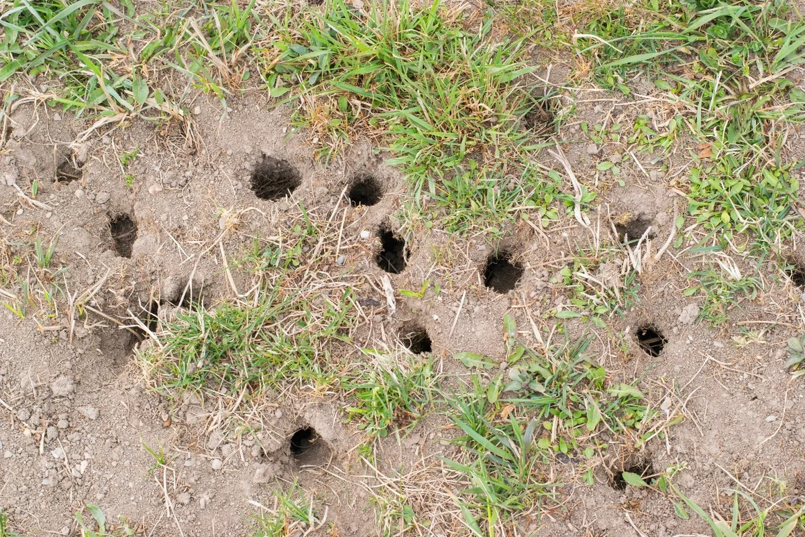 Viele Löcher im Rasen